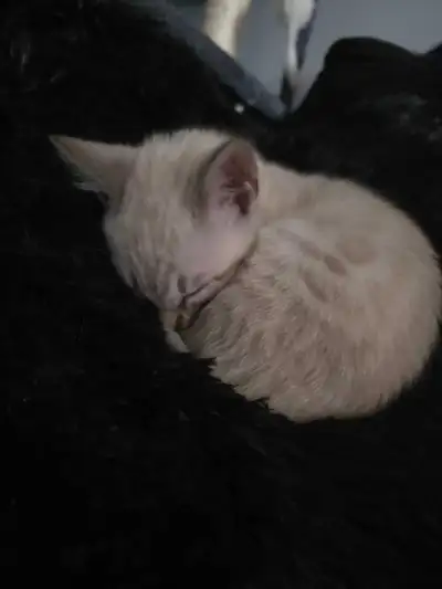 bengal snow male, View more