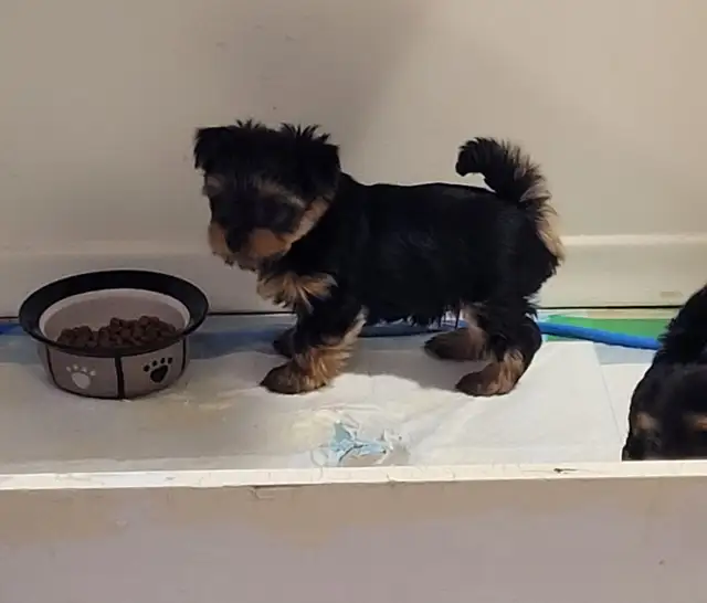 SOLD -  Pruebred Male Yorkies Puppies (Yorkshire, Yorkie) in Dogs & Puppies for Rehoming in Thunder Bay - Image 6