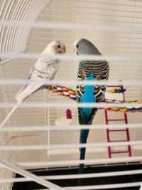 2 budgies a donner