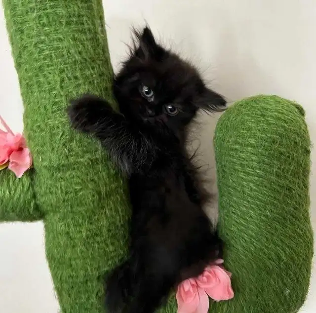 hypoallergenic Siberian kittens