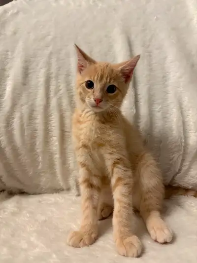 Kittens for Rehoming, View more
