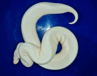 Lesser crystal spider poss het g-stripe female ball python