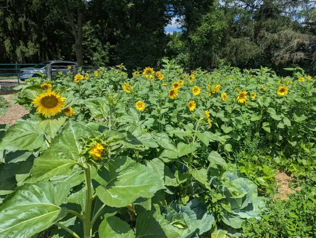 Seed Starting Class 65568773096449123