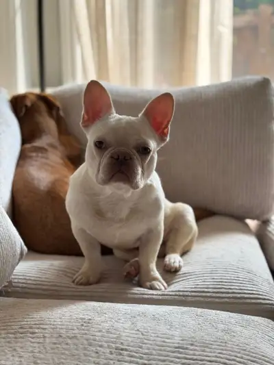 Male Cream French bulldog puppy, View more