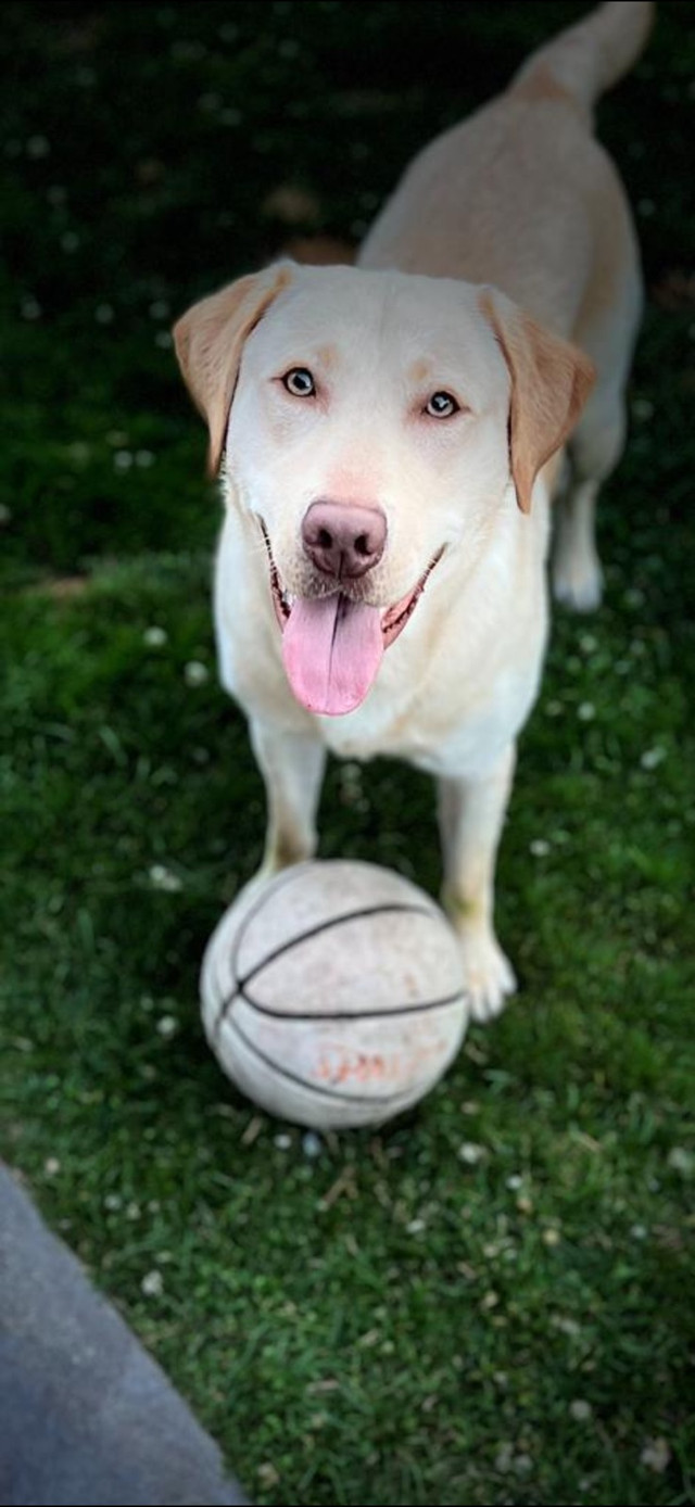 SPRING PUPS Ckc registered purebred Inglish Labradors in Dogs & Puppies for Rehoming in Winnipeg - Image 2