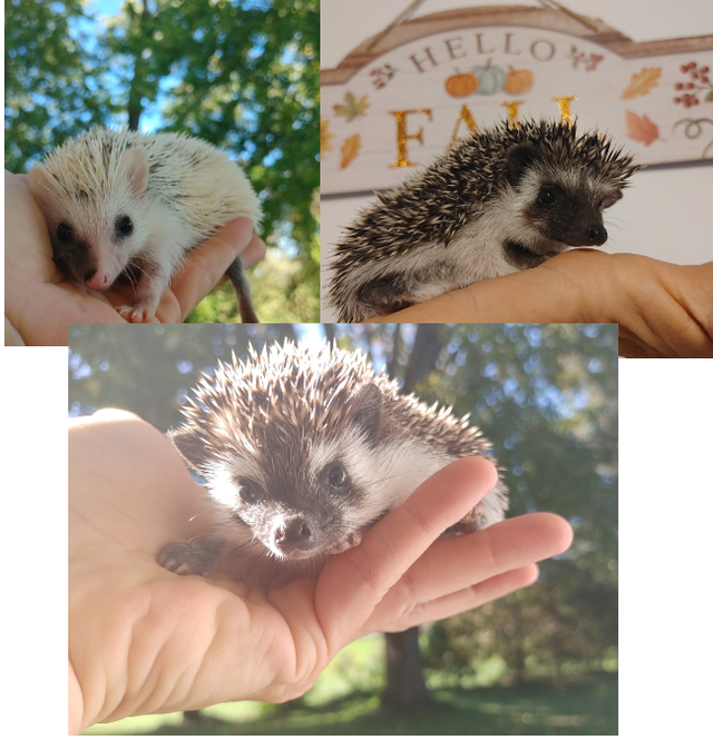 Sweet baby boy hedgehogs! U choose. Read body. Text to reply | Small ...