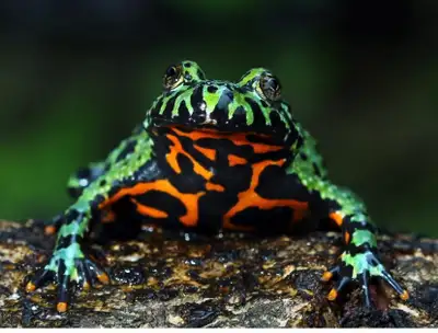 Beautiful Fire Bellied Toad juviniles. Make great pets!, View more