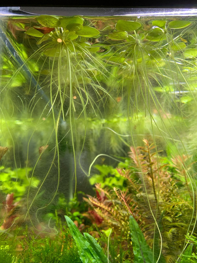Aquarium Plant - Frogbit in Fish for Rehoming in Oshawa / Durham Region - Image 3