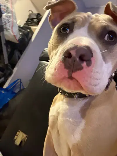 Young male dog his name is mullah he’s very sweet and friendly good with kids and barley barks he ne...