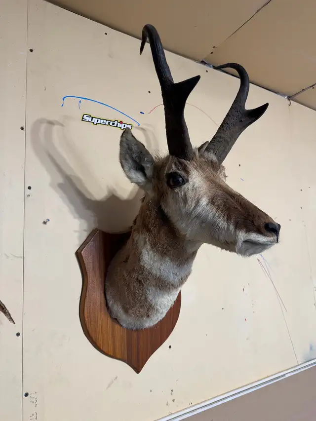 antelope mount 425225623511377920