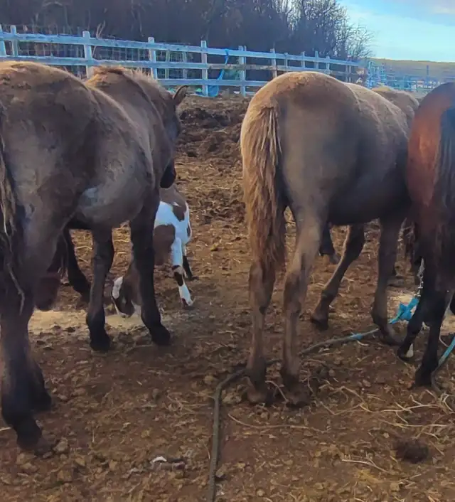 1/2 Friesian Grullo or Champange colts in Horses & Ponies for Rehoming in Strathcona County - Image 3
