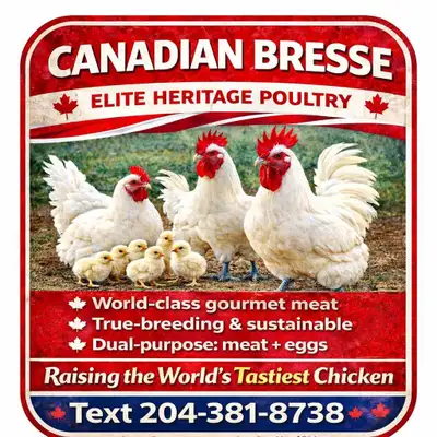 bresse chicks, View more