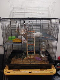3 rat sisters looking for a new home-come with cage