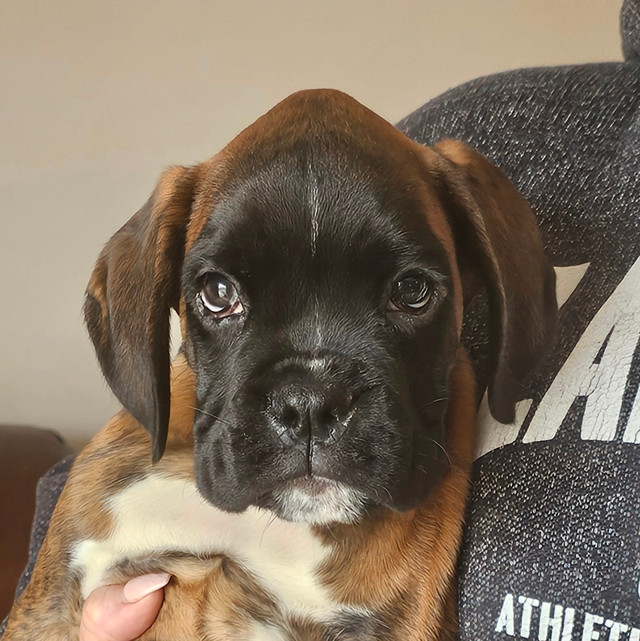 CKC Reg'd European Boxer Puppies! in Dogs & Puppies for Rehoming in Peterborough