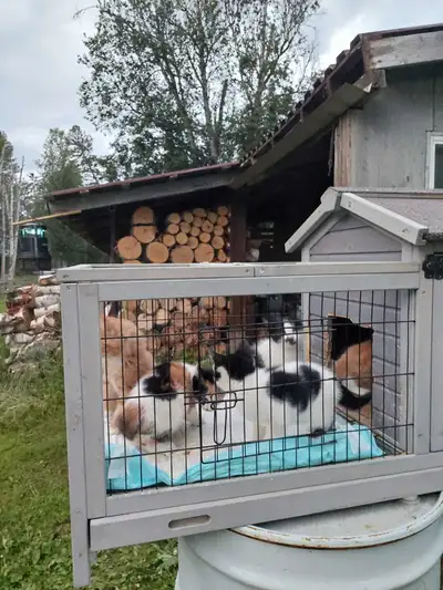 farm kittens , View more