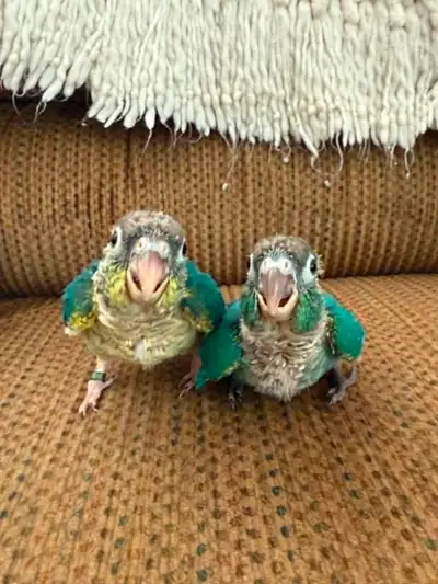**SALE**VIOLET**BABY CONURES**W/CARE PACKAGE & DNA**, View more