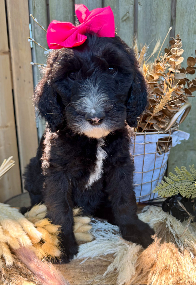 Sheepadoodle F2 Puppies in Dogs & Puppies for Rehoming in Chatham-Kent - Image 3