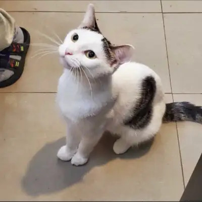 Mom Cat 1 year old, View more
