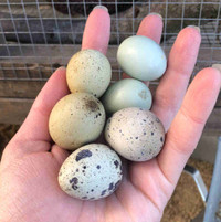 Taking orders for quail hatching eggs (Coturnix quail)