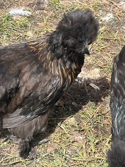 8 silkies 11weeks old, View more