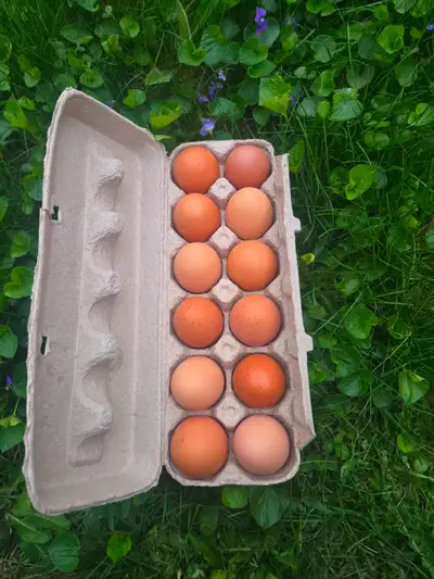 Extra large, omega-3 free run eggs, View more