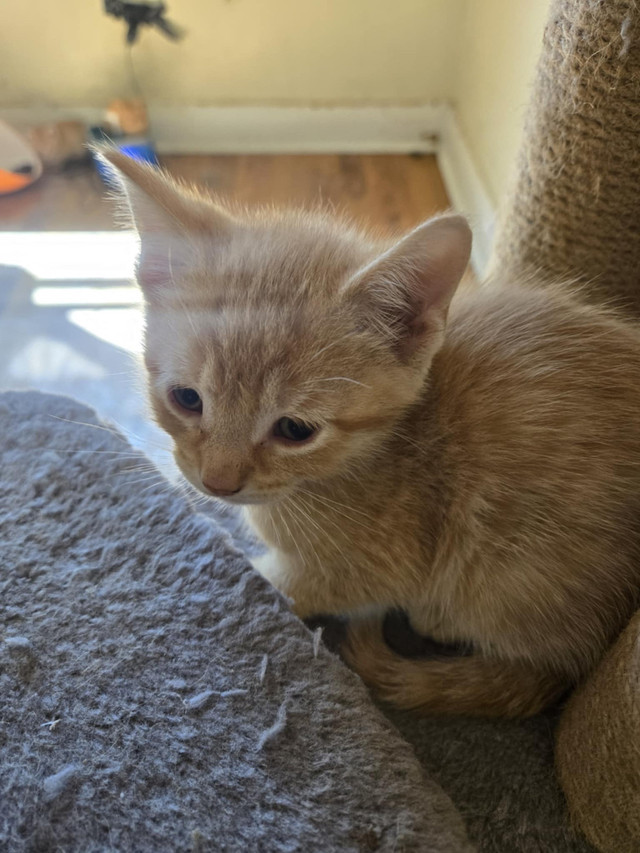 Kittens!! Pending Pick-up!!! in Cats & Kittens for Rehoming in St. Catharines - Image 2