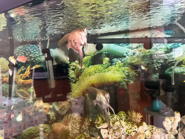 Angle Fish in Fish for Rehoming in London - Image 11