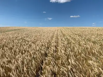 For Sale Common Seed Triticale It is great for Green Feed, Silage etc 94% Germ $9.50 a bushel cleane...