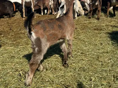Clean herd excellent milking lines. Dam lines are all in the 3+ ltr milking. Very social friendly ki...