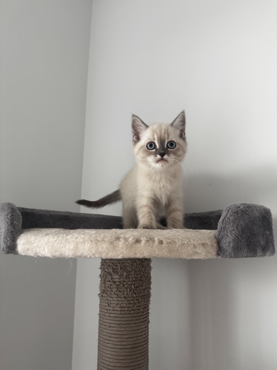 British Short Hair Kitten for Sale!!! Ready May 8th!, View more