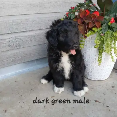 Rough collie x standard poodle pups-2 males left!, View more
