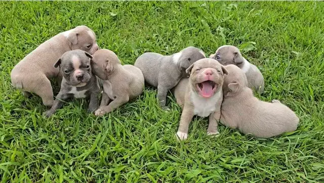 Chiots Boston Terrier in Dogs & Puppies for Rehoming in Drummondville - Image 6
