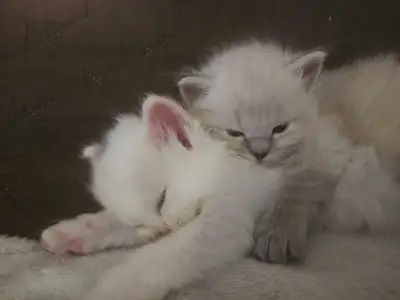 3 attractive Himalayan kittens, View more