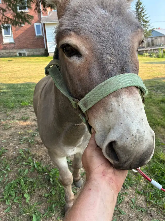 male mini  donkey in Horses & Ponies for Rehoming in Owen Sound - Image 6
