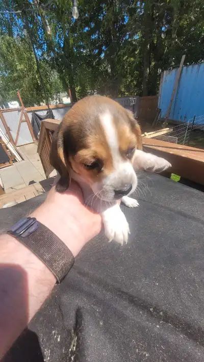 Beagle puppies (pocket), View more