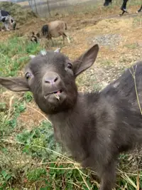 Nigerian dwarf goats for sale 