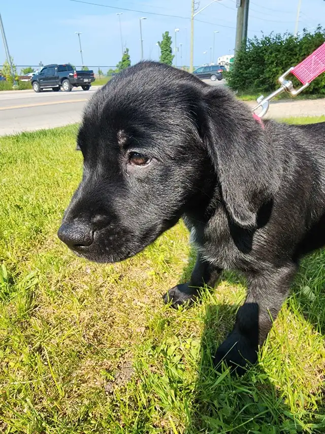 1 left!! Puppy Ready for her forever home in Dogs & Puppies for Rehoming in Barrie - Image 6
