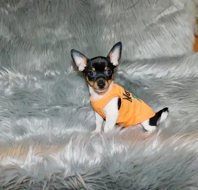 Chiot chihuahua male de 2 mois1/2, View more