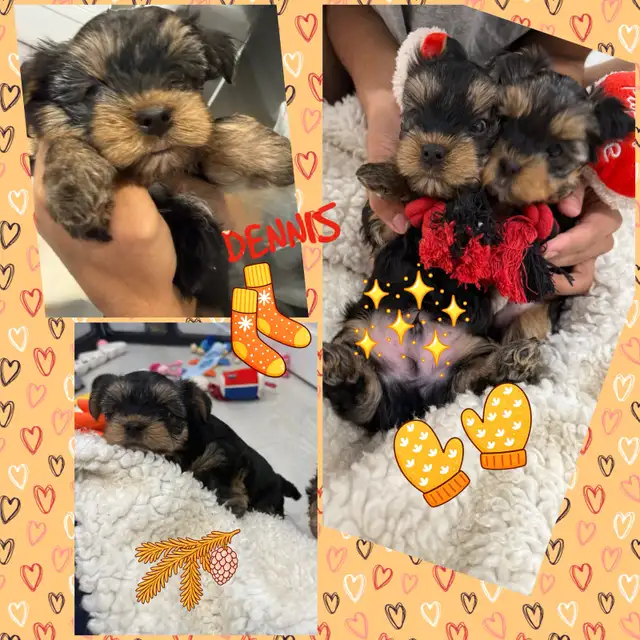 2 Yorkie/Biewer Pups Ready to Go in Dogs & Puppies for Rehoming in Markham / York Region - Image 10