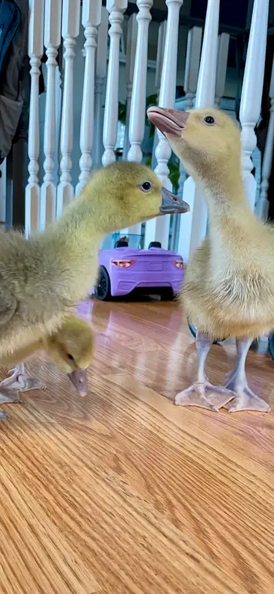 Buff, Grey and White geese under and white gander. Just hatched some, and they decided to start layi...