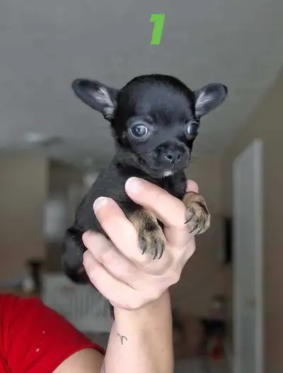 Beautiful Chihuahua puppies, View more