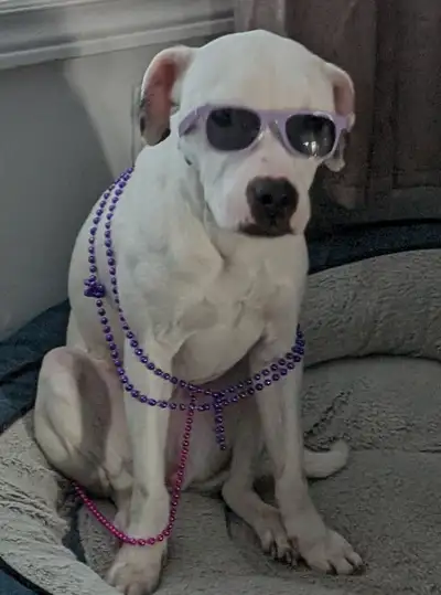 3 year old Heeler dogo mix, View more