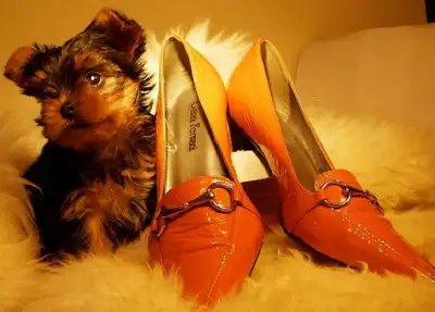 Yorkie puppies ready to go!, View more