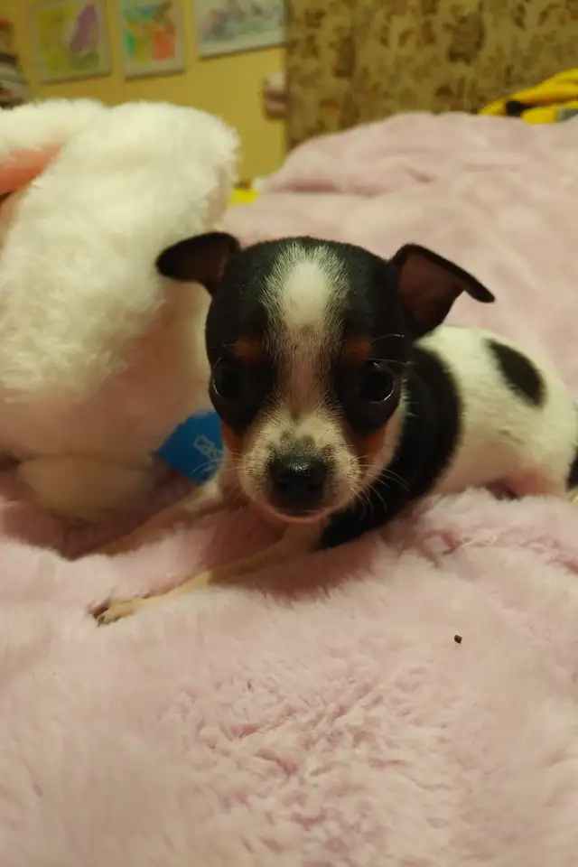 Très petits chihuahuas X minpin in Dogs & Puppies for Rehoming in Longueuil / South Shore - Image 5