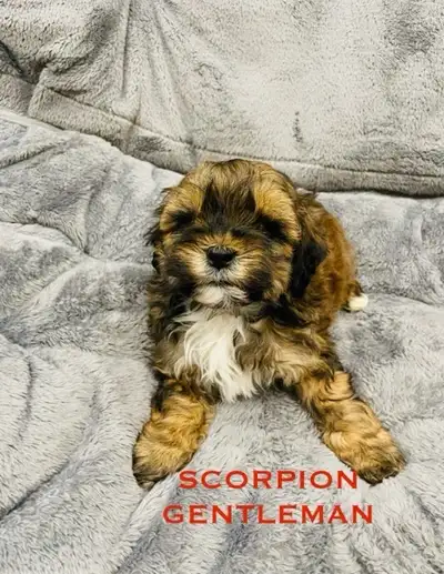 Adorable Shih poo puppies are available and ready to go new home today. For more info text plz at 70...