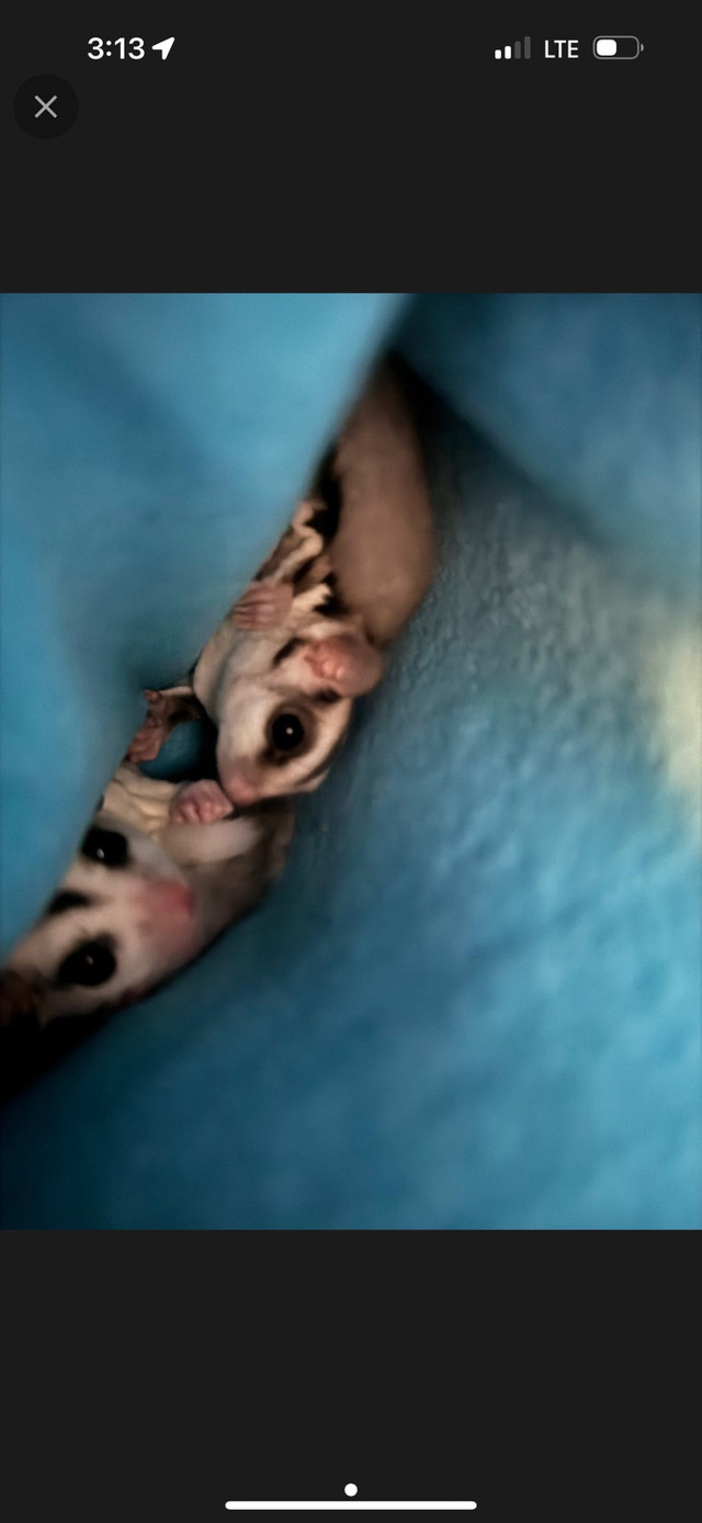 Sugar glider pair  in Small Animals for Rehoming in Edmonton