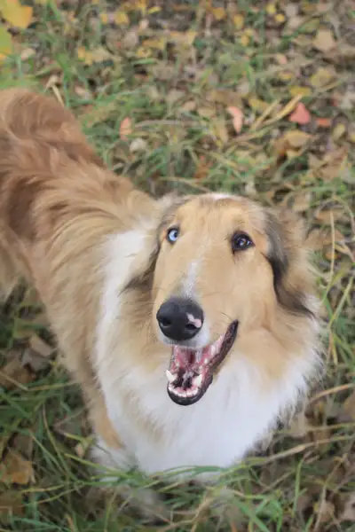 Rough collie, View more