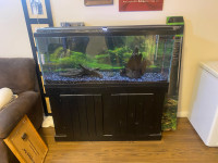 40 Gallon Fish Tank 