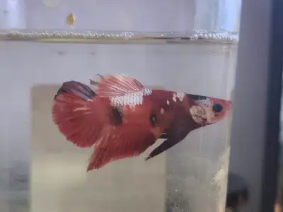 Male koi betta , View more