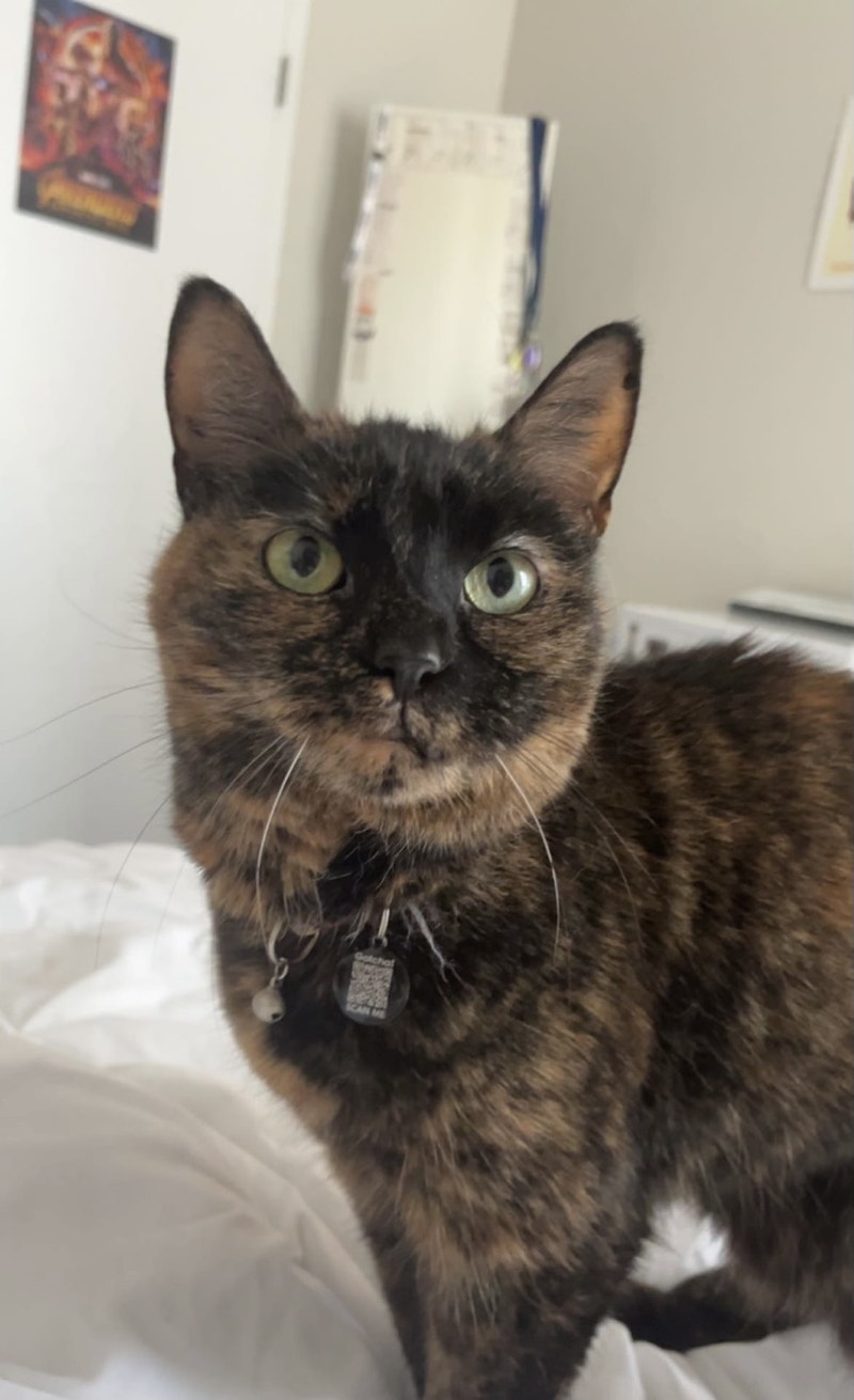 Free cat to loving home Cats & Kittens for Rehoming Hamilton Kijiji